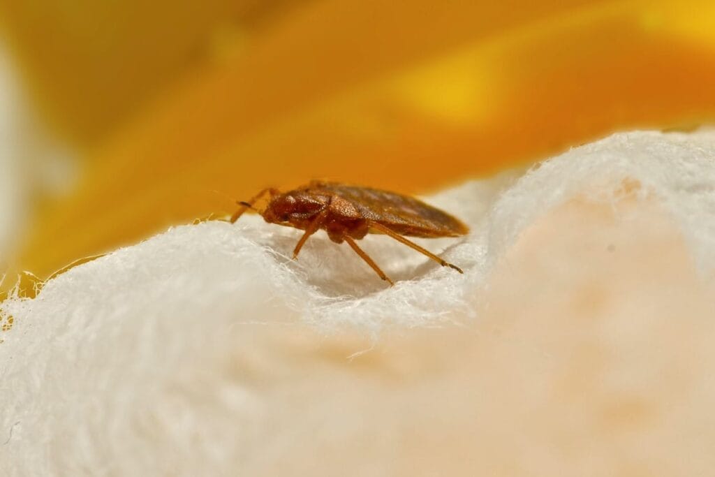 Macro photo of a single bed bug standing on fabric.