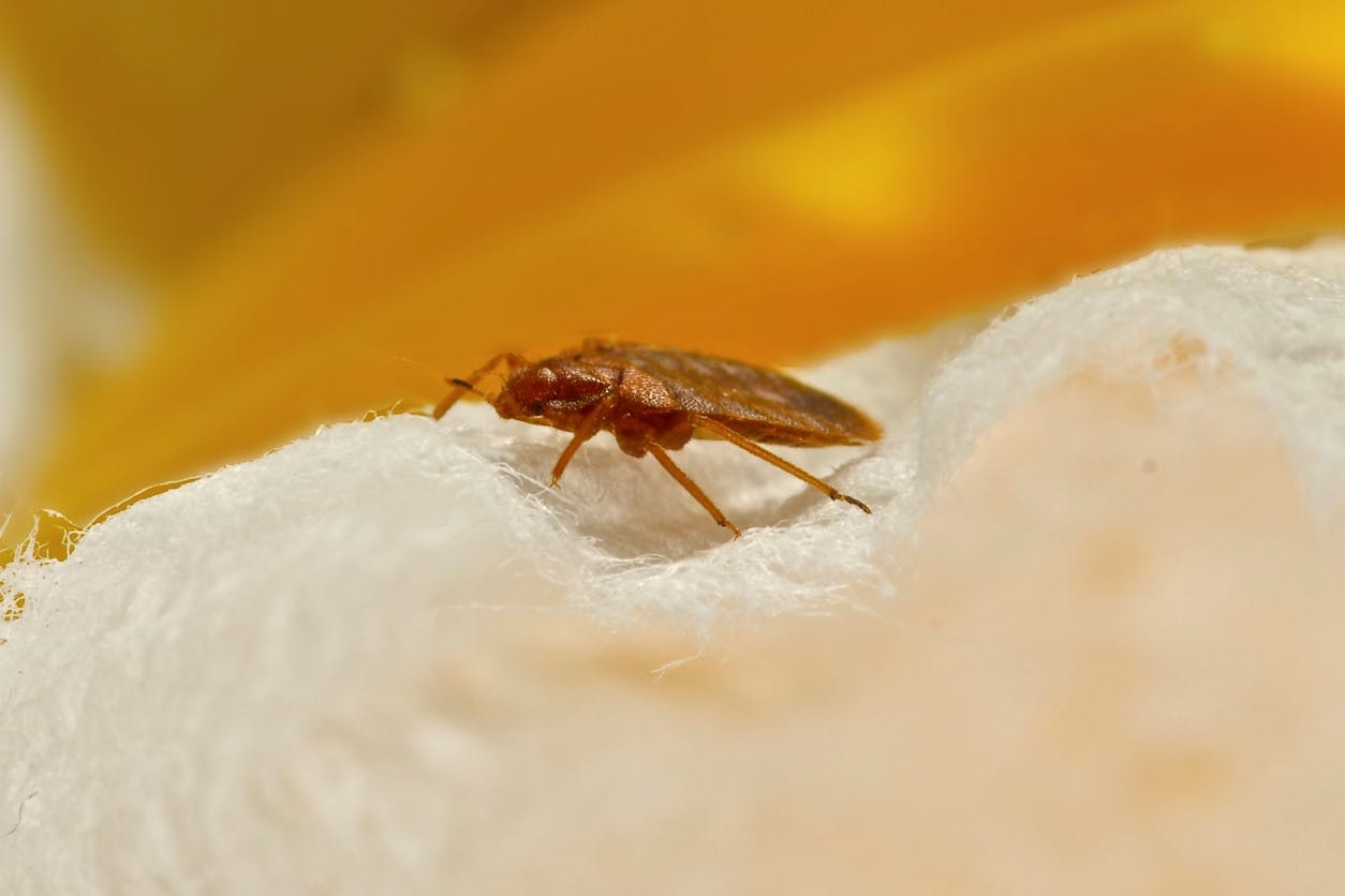 Macro photo of a single bed bug standing on fabric.