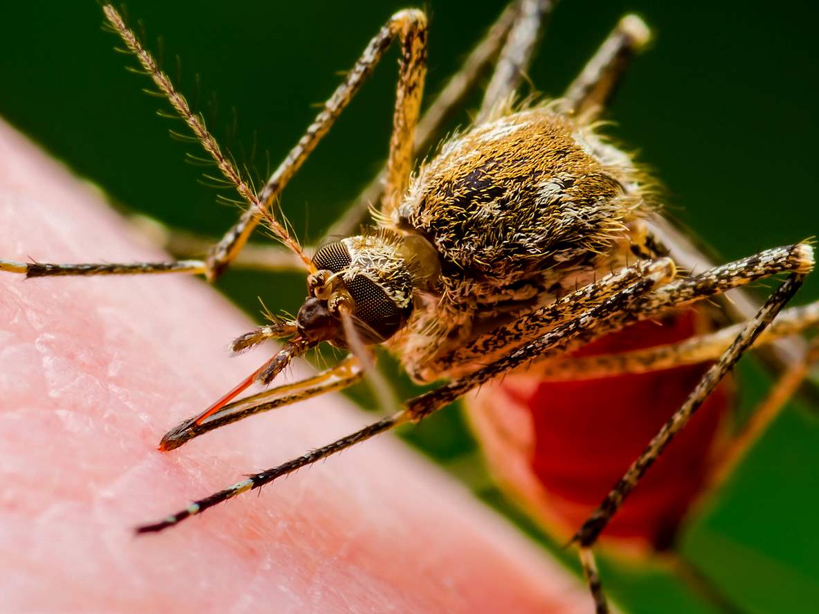 Close-up of a mosquito sucking blood from skin.