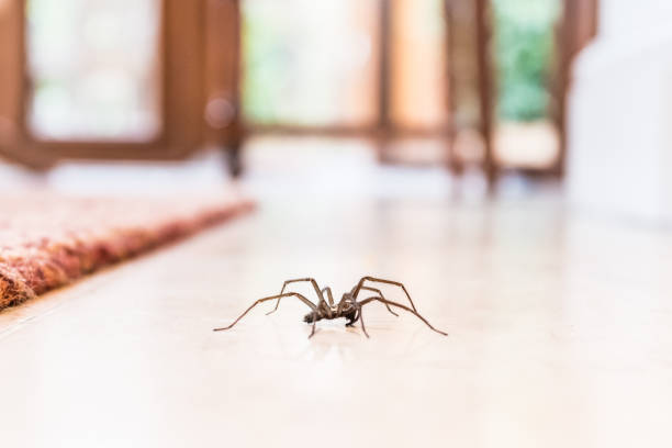 Spider crawling on wooden floor