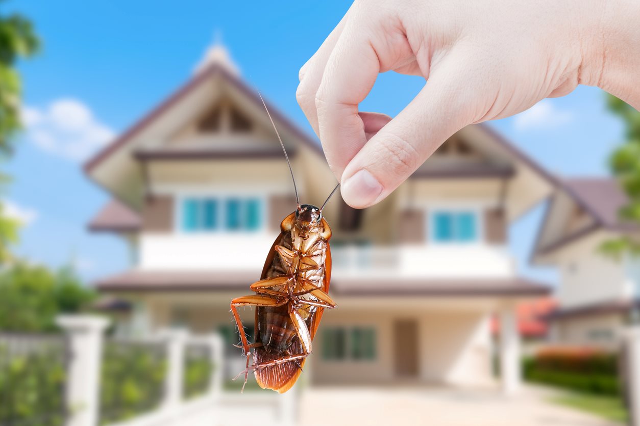 hand holding cockroach with house in background