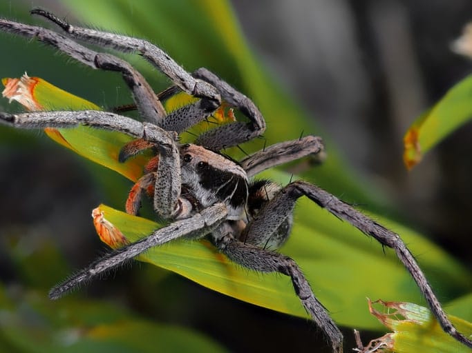 A wolf spider on a leaf