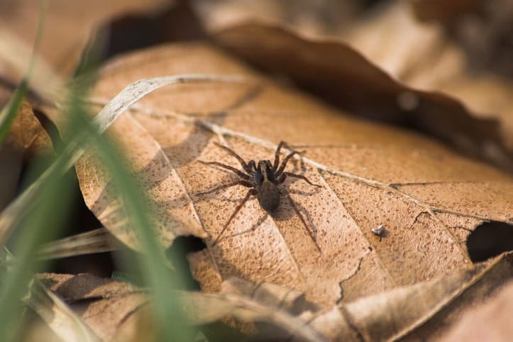 A wolf spider on a leaf