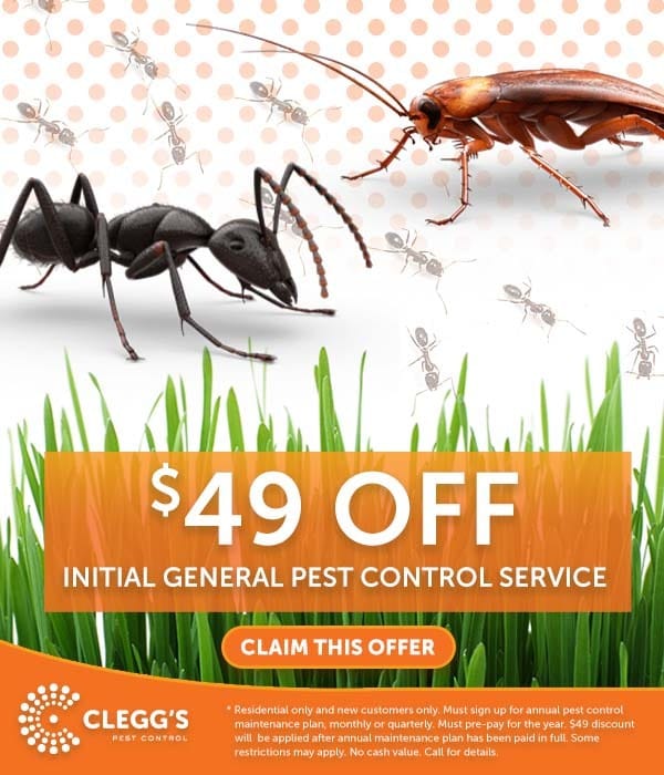 Pest Control Near Me