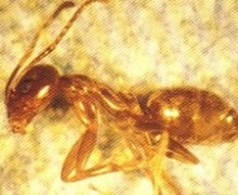 Argentine ant.
