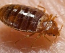 A bed bug biting skin.