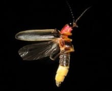 Big dipper firefly in motion.