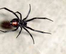 Black widow spider in a web.