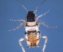 Brown banded cockroach.