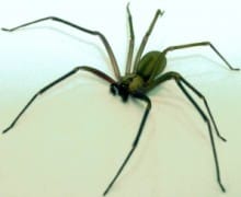 Brown recluse spider.