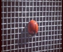 Lady bug on a mesh screen.