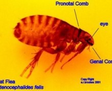 Diagram of a flea.