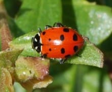 Lady bug on a leaf.