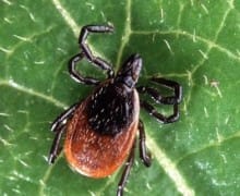 Deer tick on a leaf.