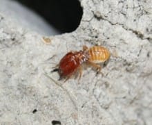 Drywood termite.