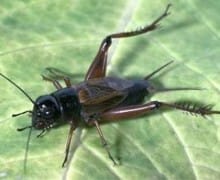 Field cricket on a leaf.