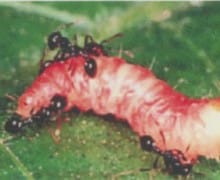 Fire ants eating a worm.