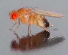 Fruit fly.