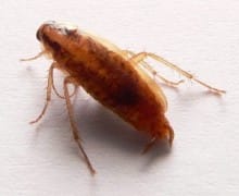 German cockroach.