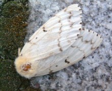 Gypsy moth.