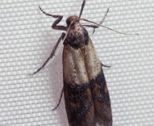 Indianmeal moth.