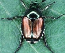 Japanese beetle on a leaf.