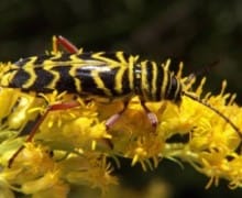 Locust borer.