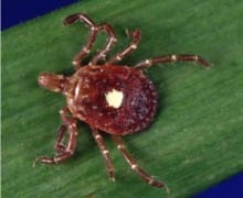 Lone star tick on a leaf.