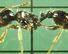 Odorous house ant.