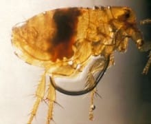 Oriental rat flea.