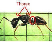 Diagram of a pavement ant.