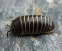 A pill bug.