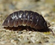 A pill bug on sand.