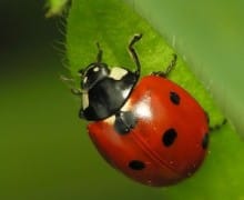 Lady bug on a leaf.