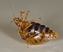 Tropical bed bug.