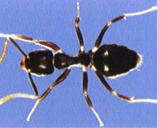 White-footed ant.