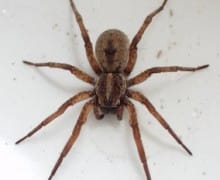 Wolf spider.