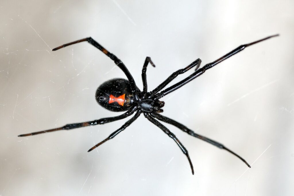A black widow spider sitting in a web