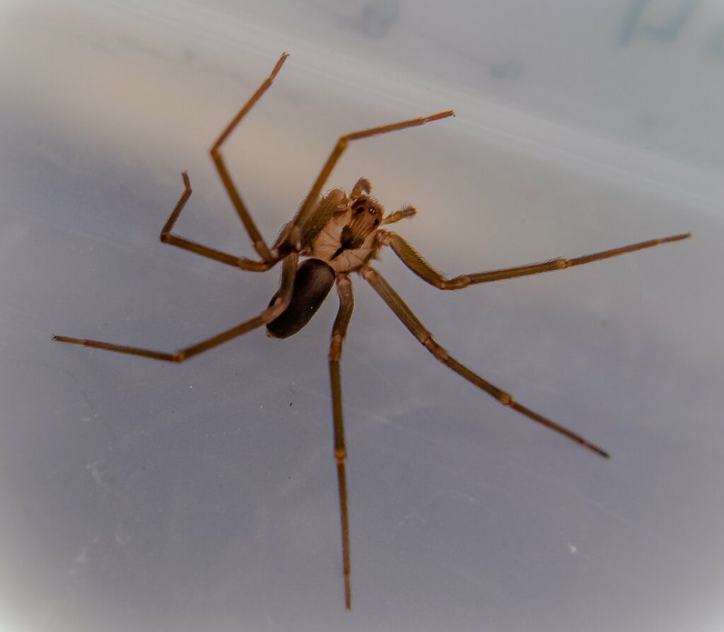 A brown recluse spider with its legs spread out
