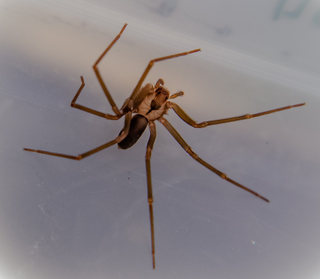 Two Cases of Recluse Spider Bites in NC