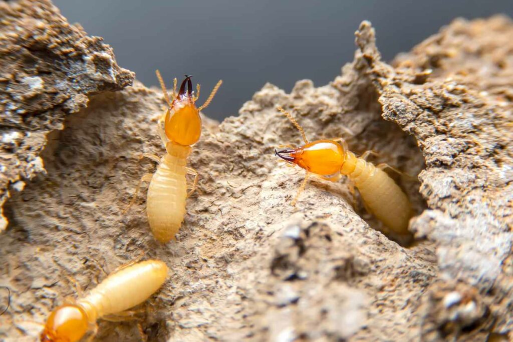 Subterranean termites crawling on a piece of wood