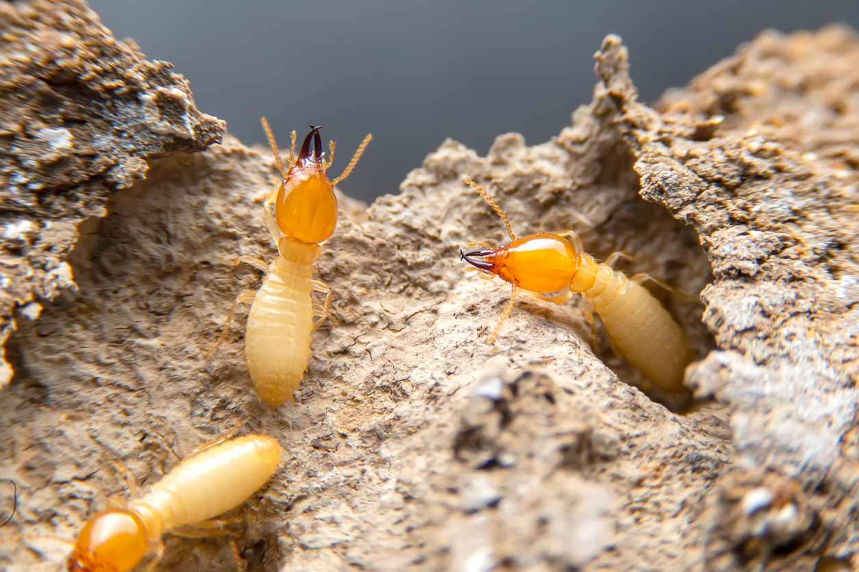 Subterranean Termites Clegg's Pest Control