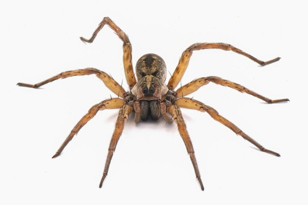 A Carolina wolf spider facing toward the viewer