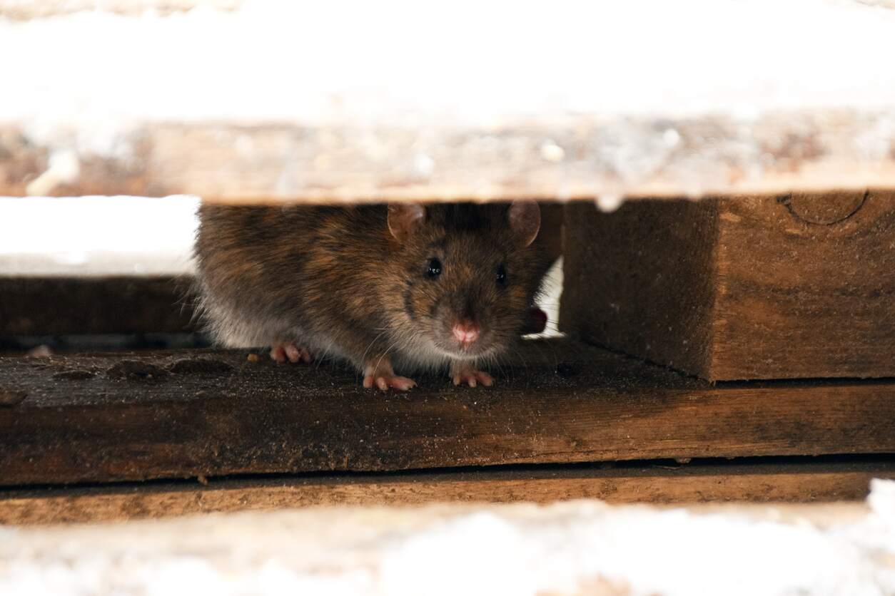 A mouse looking up into the camera, hiding in the dark