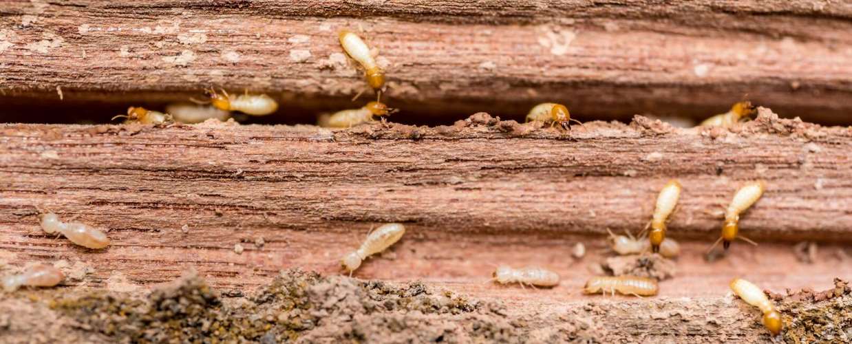 Termites on a piece of damaged wood