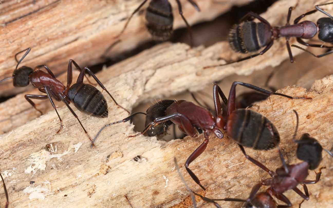 Carpenter ants on a piece of wood