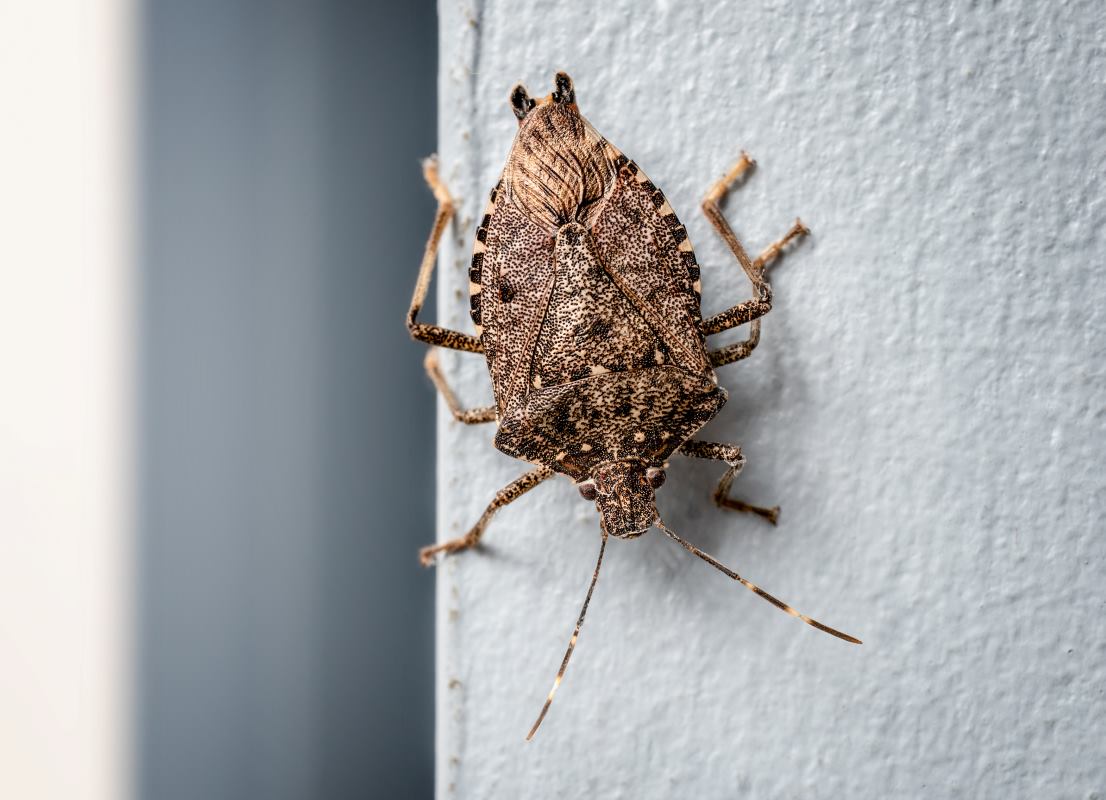 Stink bug crawling on an indoor wall.