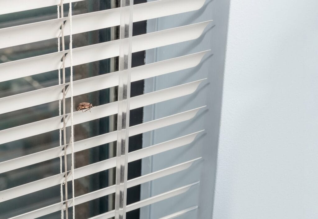 What Kills Stink Bugs Instantly