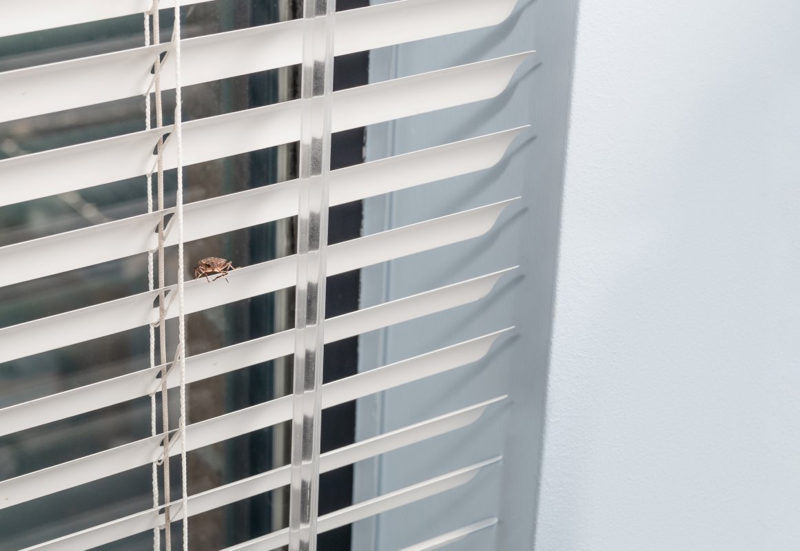 Stink bug on windowsill 