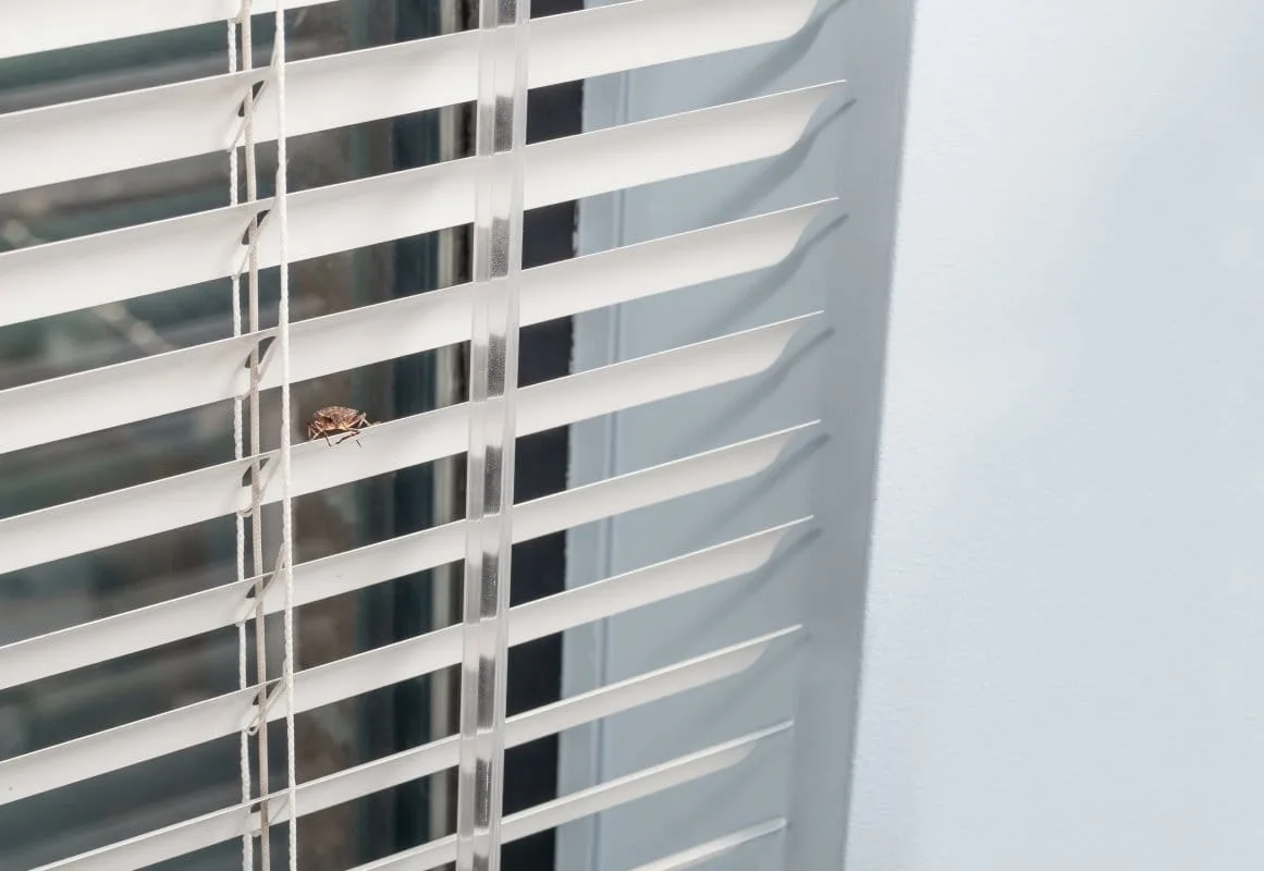 Stink bug on windowsill